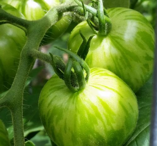 Žalias, Pomidorai, Vasara