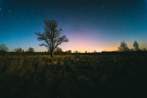 Žalias, Žolė, Medžiai, Augalai, Gamta, Laukas, Lauke, Dangus, Naktis, Žvaigždės