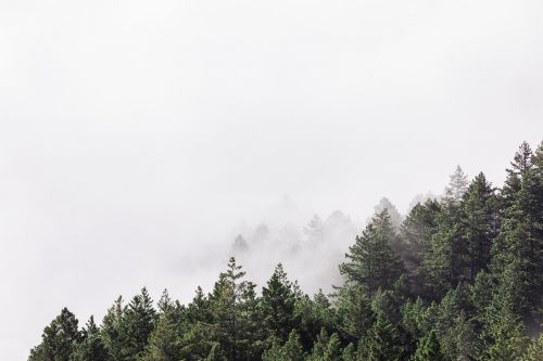 Žalias, Medžiai, Augalai, Gamta, Miškas, Rūkas