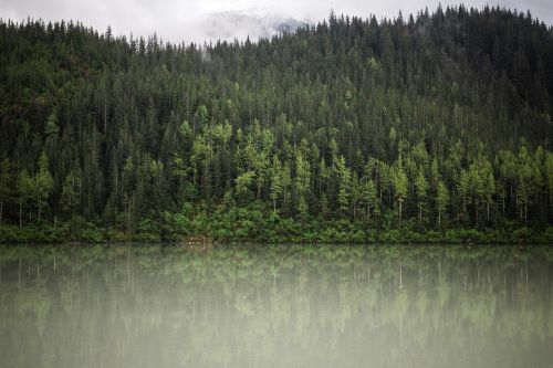 Žalias, Medžiai, Augalas, Gamta, Miškas, Ežeras, Vanduo