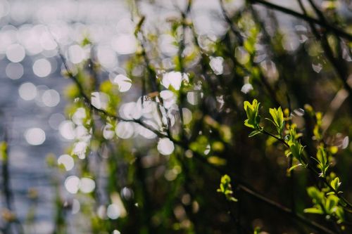 Žalias, Lapai, Augalai, Gamta, Bokeh, Blur