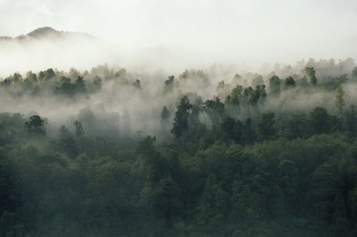 Žalias, Medžiai, Augalas, Gamta, Miškas, Rūkas, Šaltas