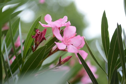 Žalias,  Aqil,  Spalva,  Augalų,  Rožinis,  Pobūdį,  Oleander