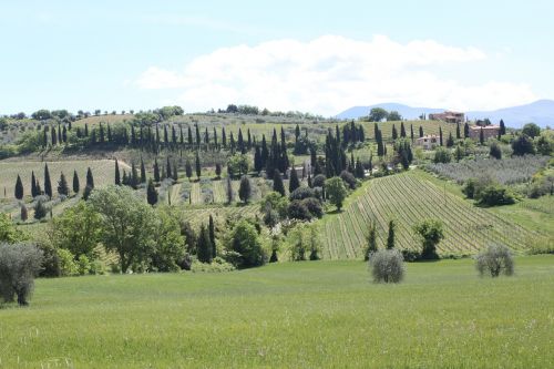 Žalias, Toskana, Medžiai, Italy