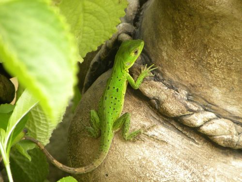 Žalias,  Iguana,  Gyvūnas