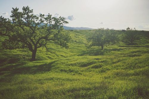 Žalias, Žolė, Medžiai, Laukas, Gamta, Kraštovaizdis, Lauke