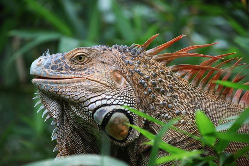 Iguana, Ropliai, Kosta Rika, Laukinė Gamta