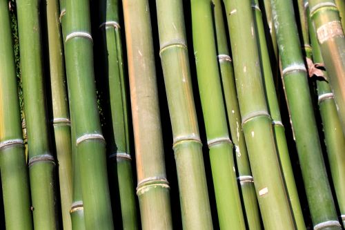 Bambukas,  Žalias,  Šaukštai,  Polių,  Bambukai & Nbsp,  Poliai,  Žalias Bambukas