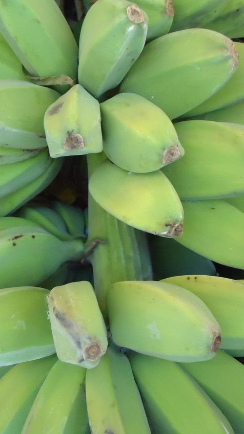 Žalieji Bananai, Augalas, Krūva, Auga, Atogrąžų, Vaisiai, Maistingas, Žemdirbystė