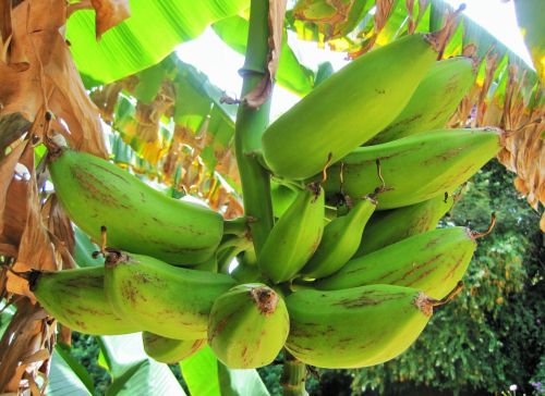 Medis,  Bananai,  Vaisiai,  Krūva,  Žalias,  Žalieji Bananai