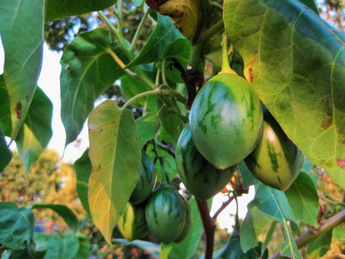 Vaisiai,  Medis & Nbsp,  Pomidoras,  Žalias,  Pailgos,  Lygus,  Žali Vaisiai Ant Medžio Pomidorų