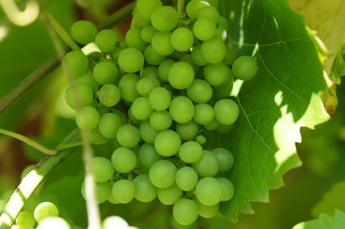 Žaliosios Vynuogės, Vynas, Vynuogių Auginimas, Vynmedis, Makro, Vynuogių Lapai