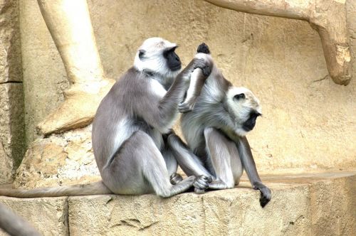 Žalia Beždžionė, Beždžionė, Senojo Pasaulio Beždžionė, Beždžionių Šeima, Affchen, Ape