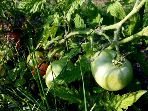 Pomidorai,  Pomidoras,  Sodas,  Sodininkas,  Augti,  Auga,  Derlius,  Daržovių,  Žalia Pomidorų