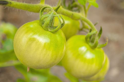 Žali Pomidorai, Pomidorai, Maistas, Daržovės, Sveikas