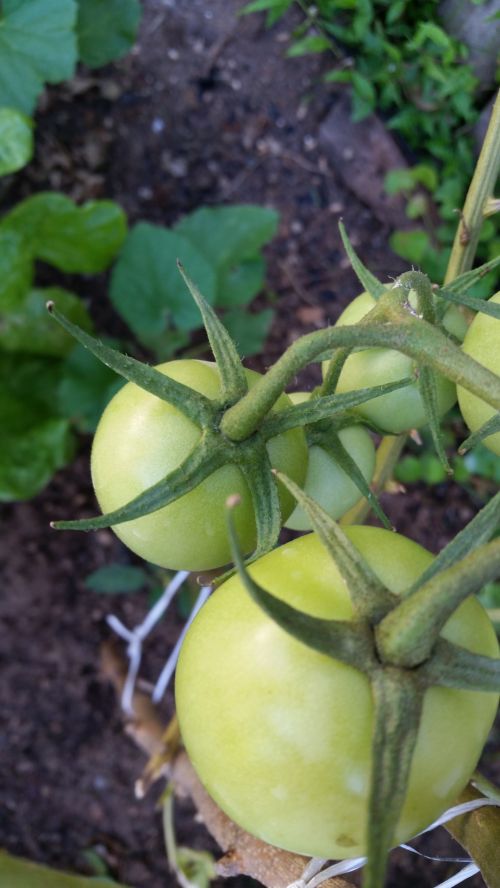 Žalias,  Maistas,  Ekologiškas,  Namuose & Nbsp,  Auginami,  Vaisiai,  Žalia Pomidorų Augale