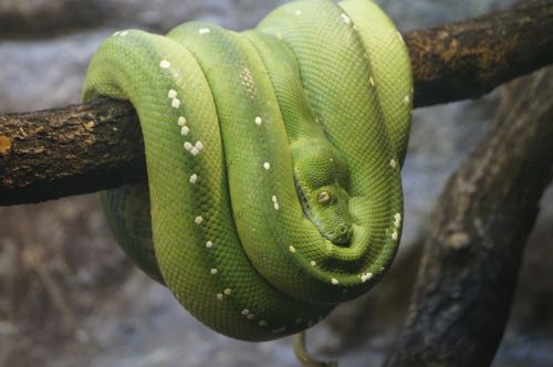 Žalia Medis Python, Zoologijos Sodas, Uždaryti
