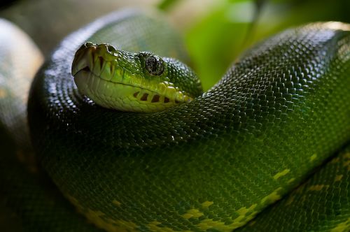 Žalia Medis Python, Gyvatė, Python, Morelia Viridis, Gyvūnas, Žalias, Toksiškas, Zoologijos Sodas