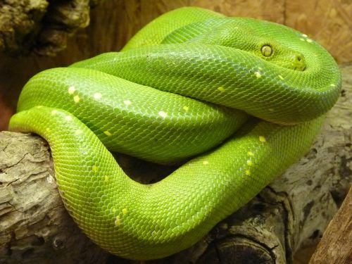 Žalia Medis Python, Morelia Viridis, Gyvatė, Python, Pythoninae, Gyvūnas, Žalias, Toksiškas, Creepy, Skalė, Padaras, Uždaryti