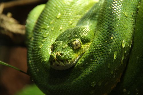Žalia Medis Python, Python, Gyvatė, Žalias, Gyvūnas, Morelia Viridis, Vanduo, Lašelinė