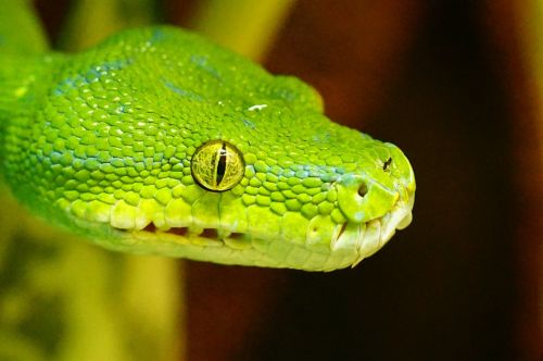 Žalia Medis Python, Gyvatė, Ne Toksiškas, Snakehead