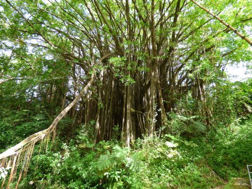 Žaluma, Flora, Hawaii, Kraštovaizdis, Žygiai, Džiunglės, Gamta, Miškas, Atogrąžų, Turizmas, Nuotykis, Lauke, Lapija, Teka, Atogrąžų Miškai, Pritraukimas