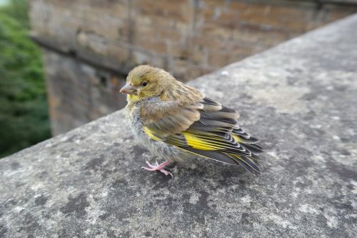 Žalias Pinchas, Paukštis, Fink, Carduelis Chloris, Giesmininkas, Gyvūnas, Jaunas Gyvūnas, Jaunas Paukštis, Mielas, Plumėjimas, Plunksna, Sąskaitą, Kojos, Pūstos