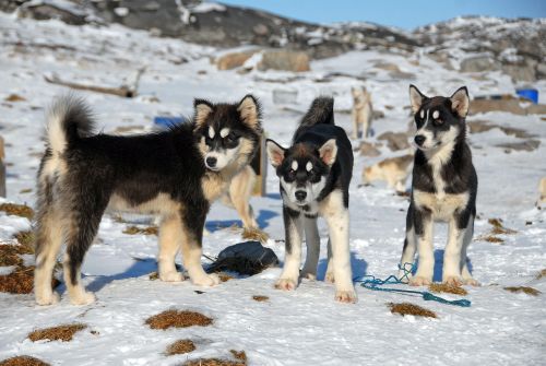 Grenlandija, Žiurkėno Šuo, Šunys