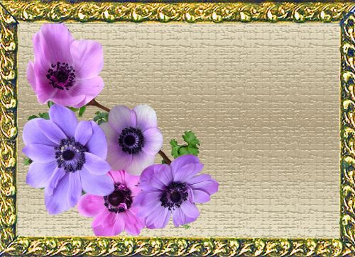 Atvirukas, Anemonis, Gėlės