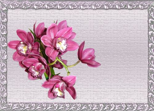Atvirukas, Rožinis, Orchidėja