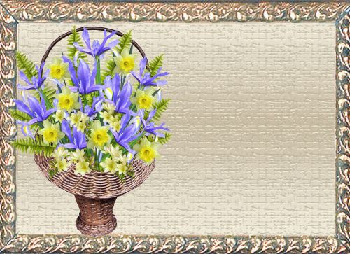 Atvirukas, Iris, Daffodil