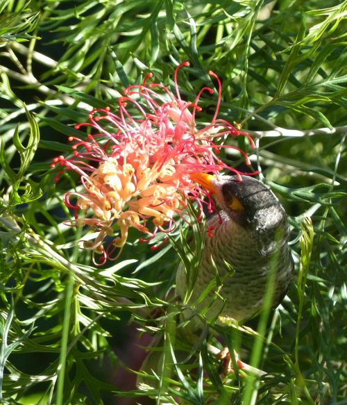 Grevillea, Myna Paukštis, Gimtoji, Paukštis, Skristi, Gėlė, Sparnai, Plunksna, Laukinė Gamta, Snapas, Laukiniai, Laisvė, Lauke, Paukštis, Didingas, Padaras, Dykuma, Gamta, Žinduolis, Stuburas, Gyvūnas, Gėlių, Augalas, Natūralus, Žiedas, Žydėti, Žiedlapis, Botanikos, Ekologiškas, Stiebas, Botanika, Žolė, Žemdirbystė, Lauke, Aplinka, Wildflower, Lapai, Sodininkystė, Augmenija