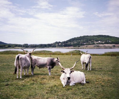 Pilka, Karvė, Vengrų Kalba