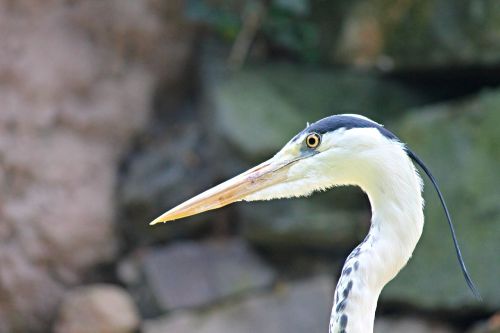 Pilka Giraitė, Heronas, Paukštis, Ardea Cinerea, Sąskaitą, Vanduo, Intervencija, Plumėjimas, Medžiotojas, Pilka, Tvenkinys, Gyvūnų Pasaulis, Skrydis, Gyvūnas, Gamta, Rytas, Galva, Akys, Paukščių Paukštis, Uždaryti, Kaklas