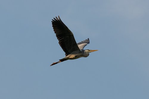 Pilkųjų Garnių,  Heron,  Paukštis