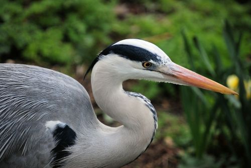 Pilka Giraitė, Grakštus, Ardea Cinerea, Iš Arti, Paukštis, Skristi, Sparnai, Plunksna, Laukinė Gamta, Snapas, Laukiniai, Laisvė, Lauke, Paukštis, Didingas, Padaras, Dykuma, Gamta, Žinduolis, Stuburas, Gyvūnas