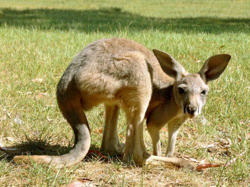 Kengūra,  Joey,  Marsupial,  Australia,  Laukinė Gamta,  Pilka Kangaroo Joey