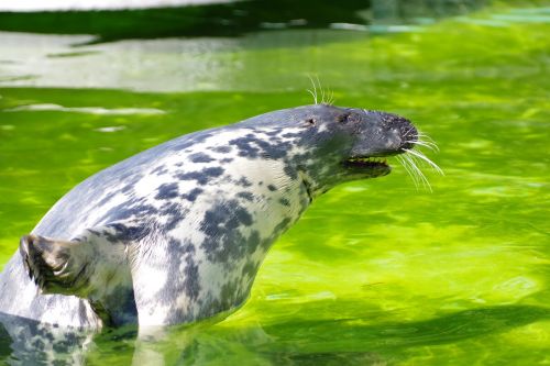 Pilka Plomba, Halichoerus Grypus, Tallinn Zoo