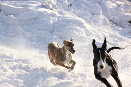Greyhounds, Žiema, Sniegas