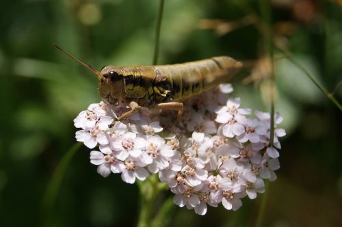 Grillo, Gėlė, Gamta, Gėlės, Pavasaris, Flora, Vabzdys