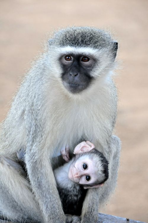 Grive Beždžionė, Pietų Afrika, Kruger Parkas, Kišenė, Motina, Gyvūnas