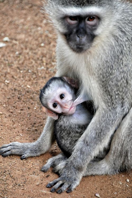 Grive Beždžionė, Pietų Afrika, Kruger Parkas, Kišenė, Motina, Maitinimas Krūtimi, Kūdikis, Gyvūnas