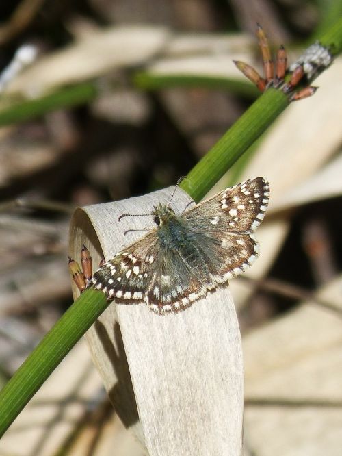 Grizzled Armoricanus, Drugelis, Merlet, Grizzled