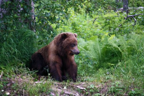 Grizzly, Gyvūnai, Turėti, Alaska, Gamta