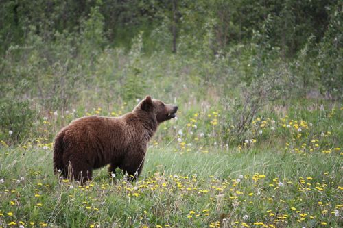 Grizzly, Grizzly Bear, Turėti, Neša, Kanada, Alaska, Jukonas, Haines Sankryža