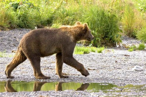 Grizzly Bear, Cub, Vaikščioti, Srautas, Laukinė Gamta, Plėšrūnas, Gyvūnas, Gamta, Žinduolis