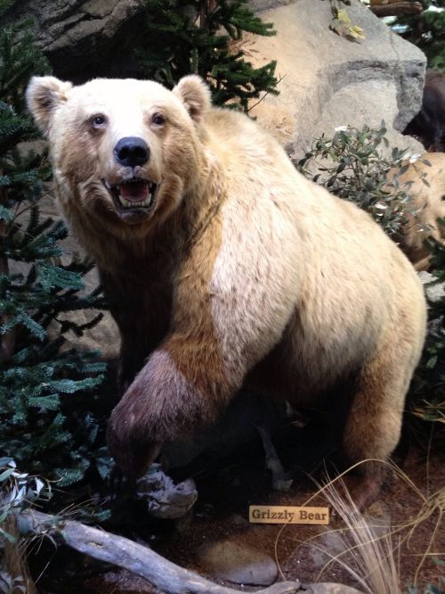 Grizzly Bear, Kaliausė, Muziejus, Kalnas, Taksidermija, Turėti, Gyvūnas