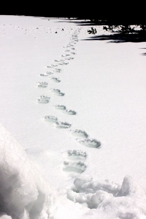 Grizzly Bear Tracks, Sniegas, Laukinė Gamta, Gamta, Žiema, Šaltas, Pėdsakas, Lauke, Takas