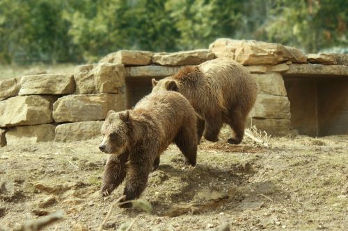 Turėti,  Grizzly,  Grizzly & Nbsp,  Bear,  Žaisti,  Kojos,  Nagai,  Tussle,  Kailis,  Suplakti,  Šlapias,  Sausas,  Žinduolis,  Gyvūnas,  Laukinis & Nbsp,  Gyvūnas,  Šiaurę & Nbsp,  Amerikietis,  Grizzly Meškos Žais 1