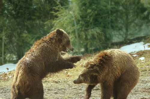 Turėti,  Grizzly,  Grizzly & Nbsp,  Bear,  Žaisti,  Kojos,  Nagai,  Tussle,  Kailis,  Suplakti,  Šlapias,  Sausas,  Žinduolis,  Gyvūnas,  Laukinis & Nbsp,  Gyvūnas,  Šiaurę & Nbsp,  Amerikietis,  Grizzly Meškos Žais 4